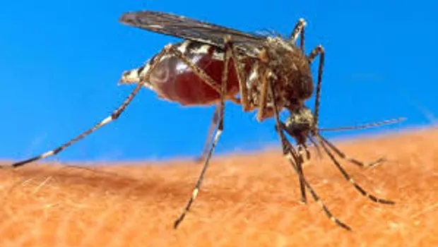 Polynésie : deux premiers décès du chikungunya